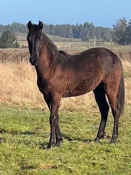 Gorgeous Well Bred Weanling Colt 