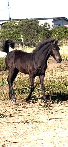 Gorgeous Sweet Well Bred Yearling Colt 