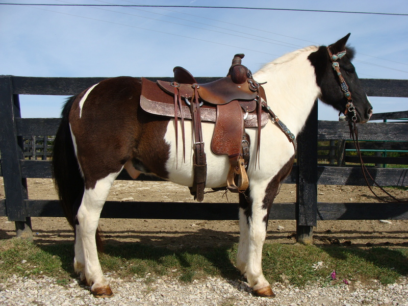 BEGINNER AND YOUTH SAFE BLACK & WHITE PAINT HAFLINGER CROSSBRED GELDING