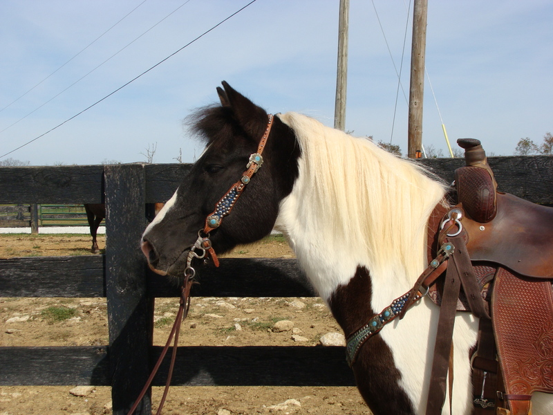 BEGINNER AND YOUTH SAFE BLACK & WHITE PAINT HAFLINGER CROSSBRED GELDING