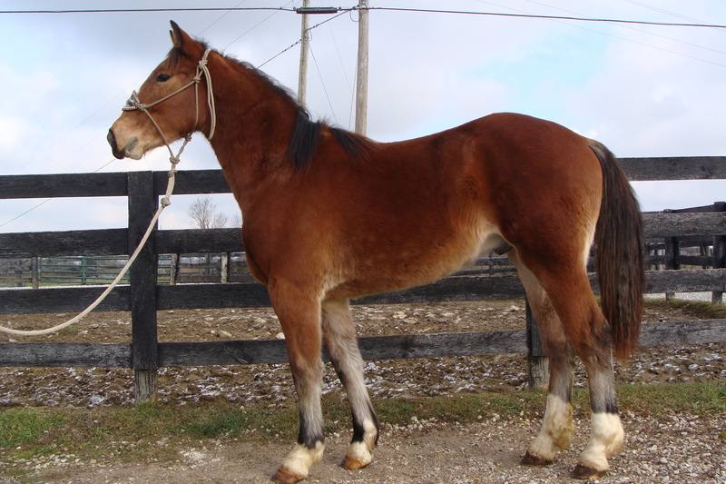 FLASHY 2 YEAR OLD CLYDESDALE QUARTER HORSE CROSSBRED GELDING, For Sale