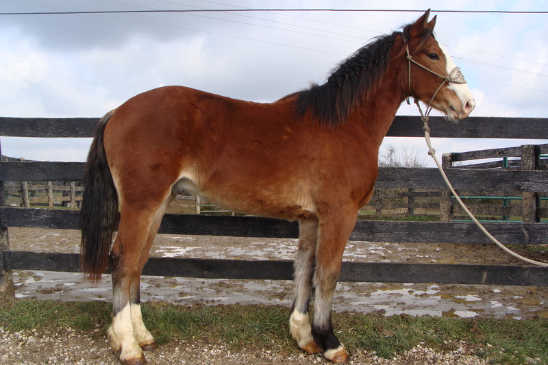 FLASHY 2 YEAR OLD CLYDESDALE QUARTER HORSE CROSSBRED GELDING, For Sale