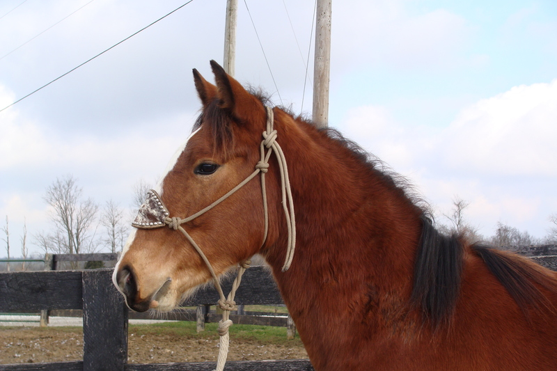 FLASHY 2 YEAR OLD CLYDESDALE QUARTER HORSE CROSSBRED GELDING, For Sale