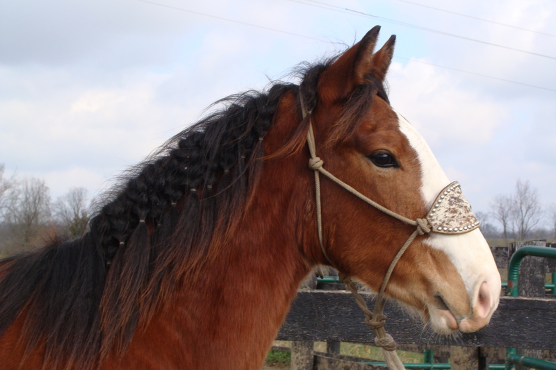 FLASHY 2 YEAR OLD CLYDESDALE QUARTER HORSE CROSSBRED GELDING, For Sale