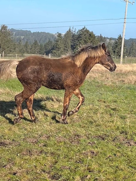 Stunning Sweet Chocolate Yearling Colt 