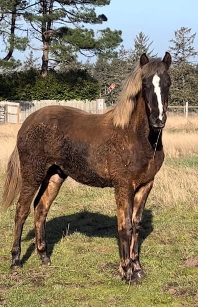 Stunning Chocolate Yearling Colt 