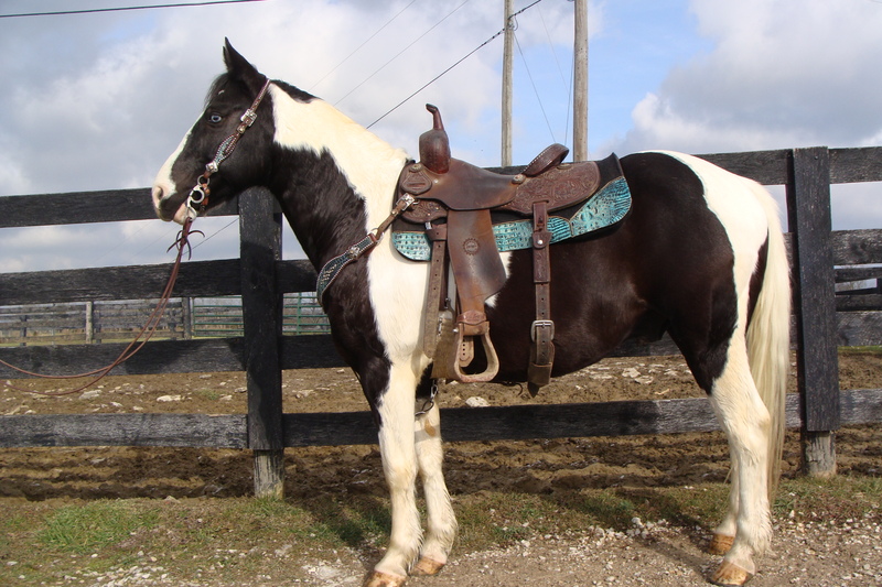 UNIQUELY MARKED BLACK & WHITE PAINT GELDING, USED FOR TRAIL RIDING