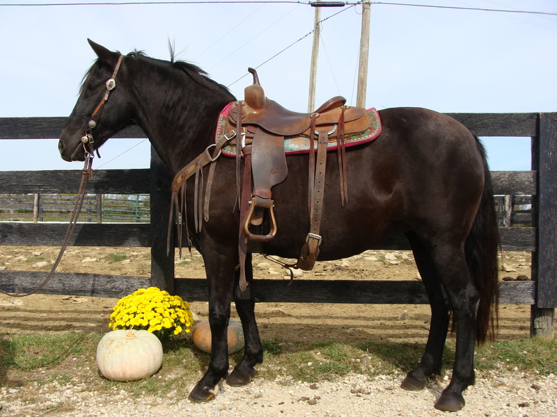 REALLY NICE BLACK QUARTER HORSE HAFLINGER CROSSBRED MARE, TRAIL RIDDEN
