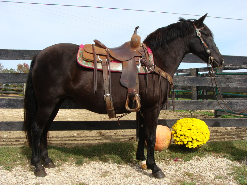 REALLY NICE BLACK QUARTER HORSE HAFLINGER CROSSBRED MARE, TRAIL RIDDEN