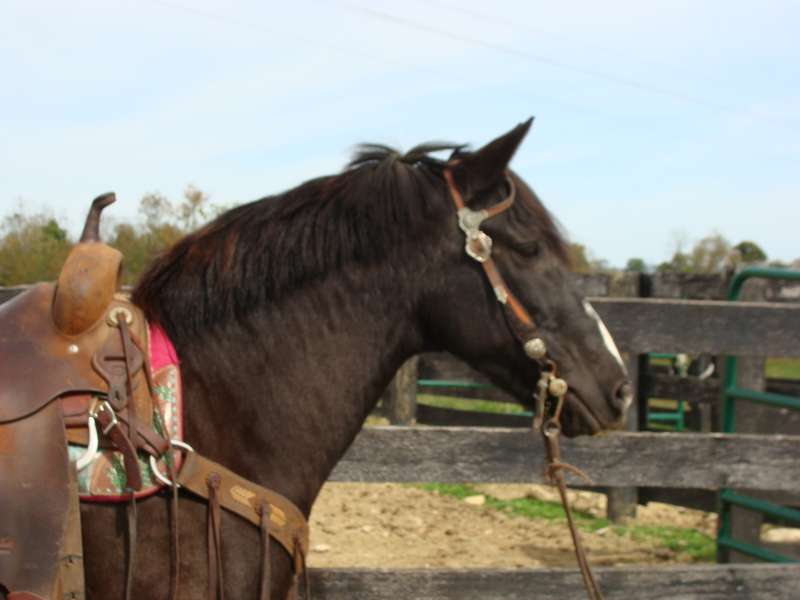 REALLY NICE BLACK QUARTER HORSE HAFLINGER CROSSBRED MARE, TRAIL RIDDEN
