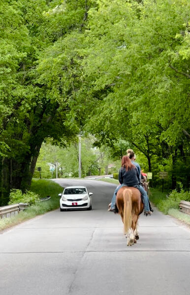 Amazing trail/highway/pleasure Horse