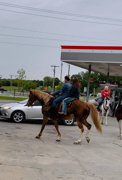 Amazing trail/highway/pleasure Horse
