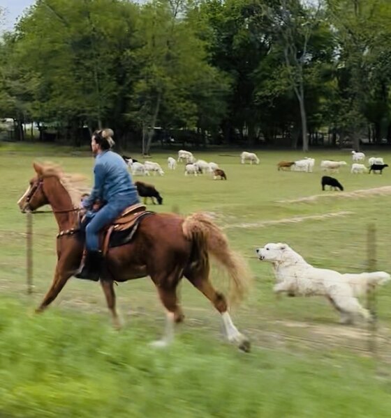 Amazing trail/highway/pleasure Horse