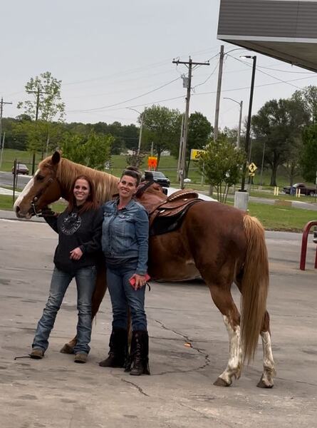 Amazing trail/highway/pleasure Horse