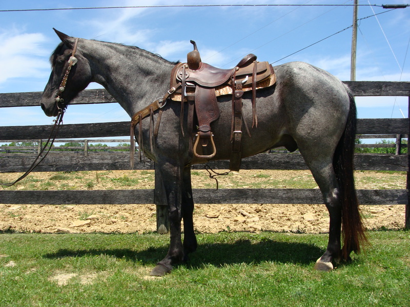 BIG PRETTY NATURALLY GAITED BLUE ROAN GAITED GELDING, TRAIL RIDES