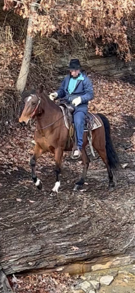 14.2 Easy To Ride Awesome Trail Horse!