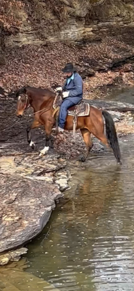 14.2 Easy To Ride Awesome Trail Horse!