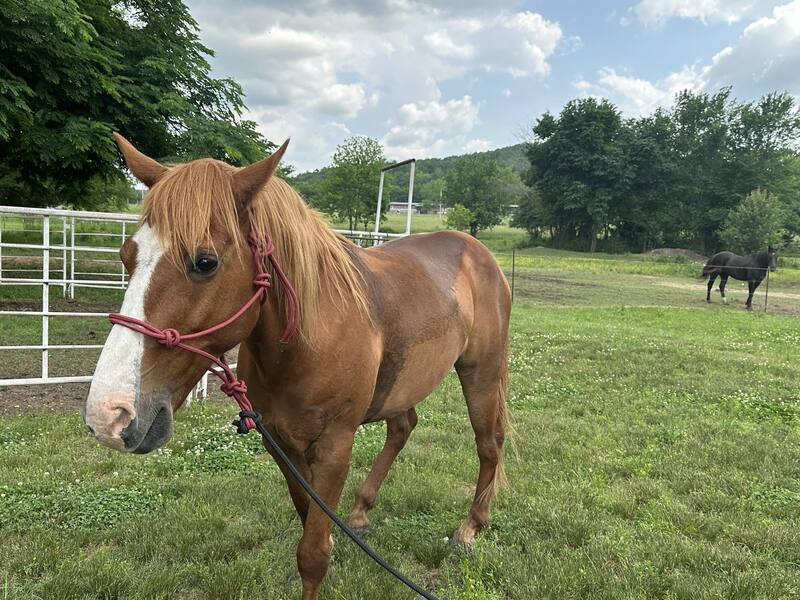 Great Trail/Ranch Pleasure Gelding