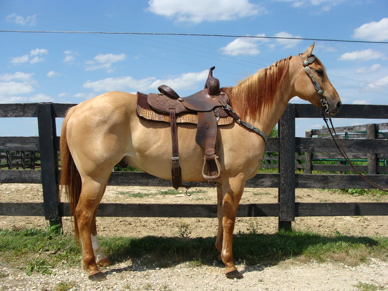 REALLY FUN RED DUN ROAN QUARTER HORSE GELDING, RANCH WORK TRAIL RIDE