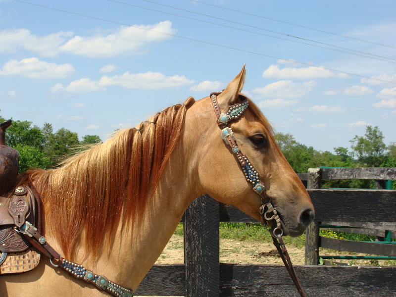 REALLY FUN RED DUN ROAN QUARTER HORSE GELDING, RANCH WORK TRAIL RIDE