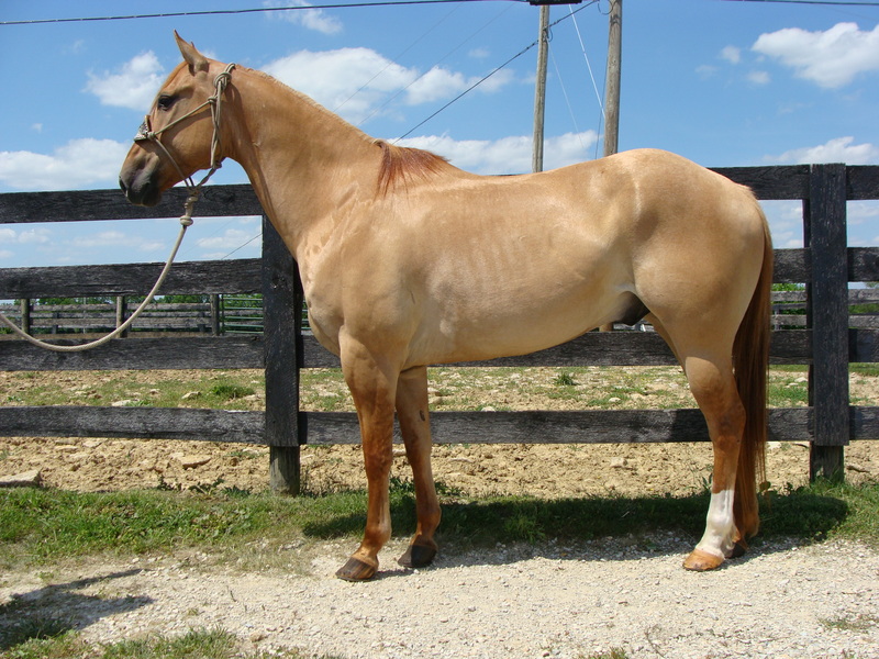 REALLY FUN RED DUN ROAN QUARTER HORSE GELDING, RANCH WORK TRAIL RIDE