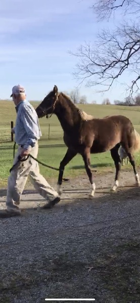 Beautiful Chocolate Weanling Filly 
