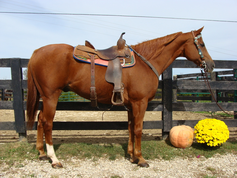 BIG SORREL QUARTER HORSE GELDING, SHOWN IN OPEN SHOWS, ONE HAND NECK