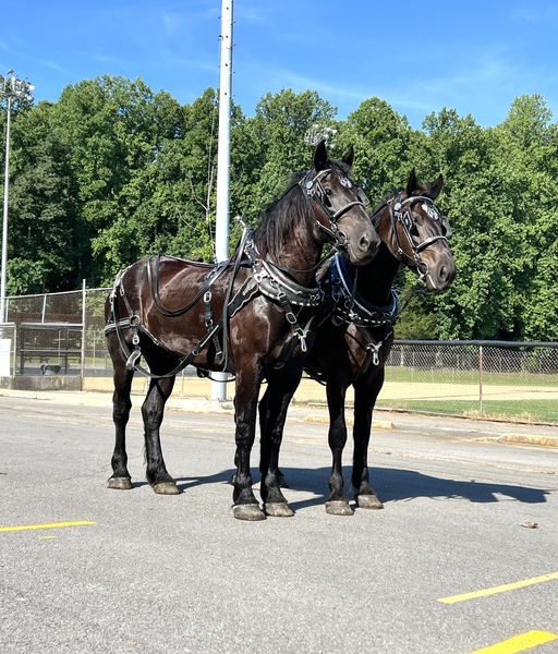 Percheron Draft Horse Team For Sale For Sale in Wayne, Kentucky, United