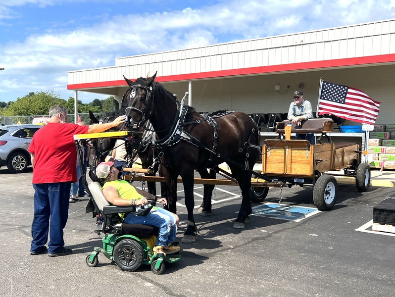 Percheron Draft Horse Team For Sale For Sale in Wayne, Kentucky, United