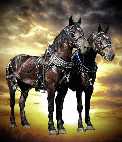 Percheron Draft Horse Team For Sale