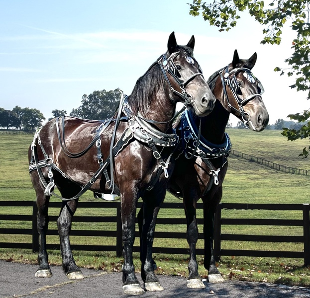 Percheron Draft Horse Team For Sale For Sale in Wayne, Kentucky, United