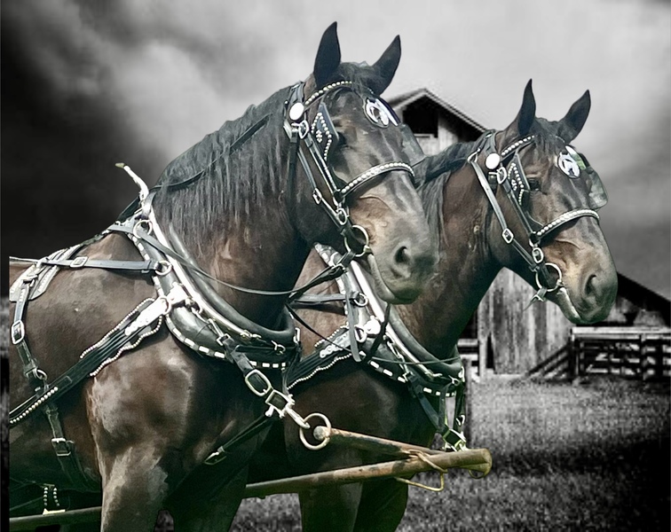 Percheron Draft Horse Team For Sale For Sale in Wayne, Kentucky, United States of America