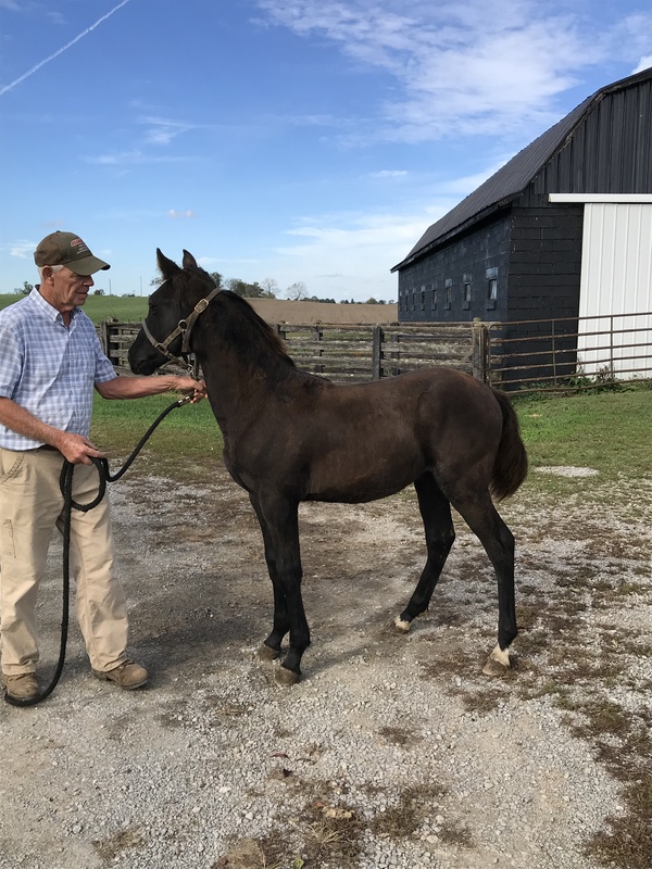 Well Bred Beautiful Black Yearling Colt 