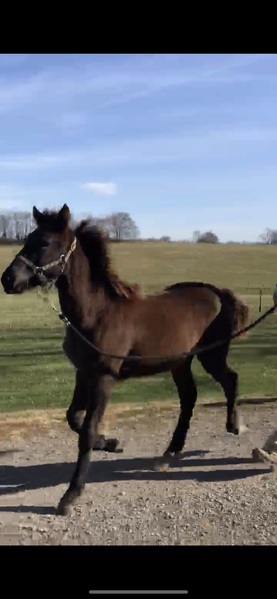 Well Bred Beautiful Black Yearling Colt 
