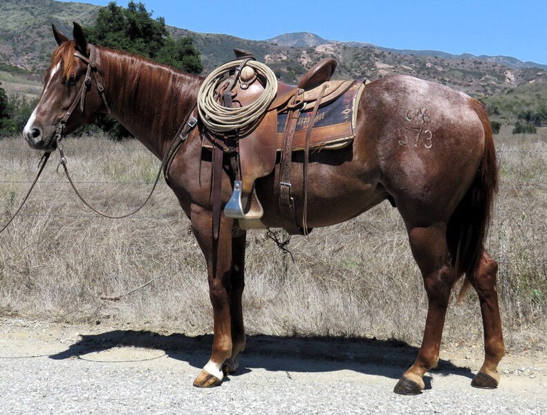 5 YEAR OLD 15.1 HAND RED ROAN GELDING ***VIDEO***