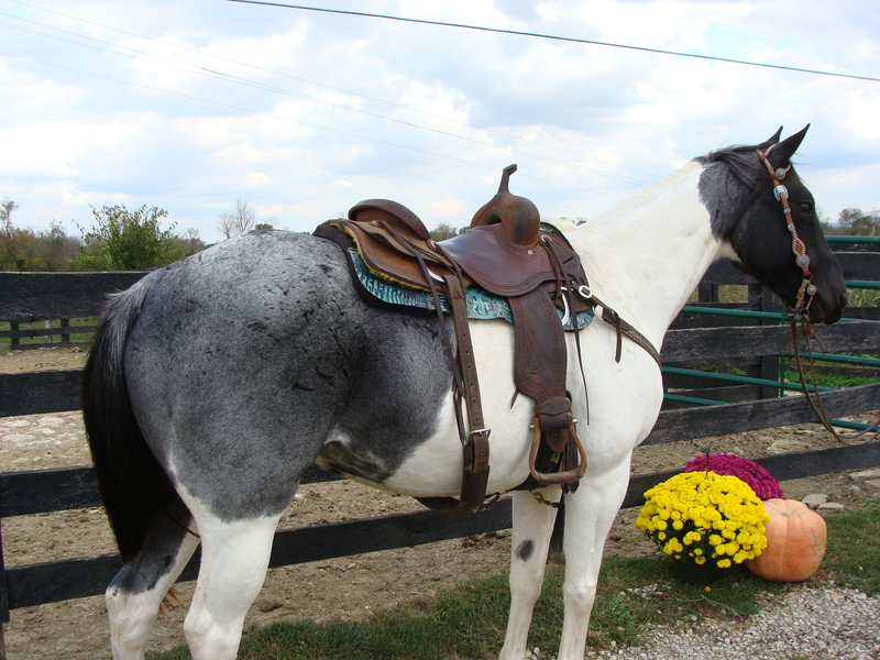 UNIQUE AND FLASHY BLUE ROAN & WHITE TOBIANO PAINT GELDING, TRAIL RIDDEN
