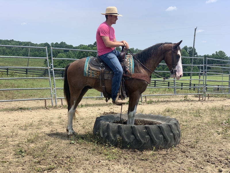 Beautiful Bay Roan Gaited Trail Horse For Sale in Casey, Kentucky
