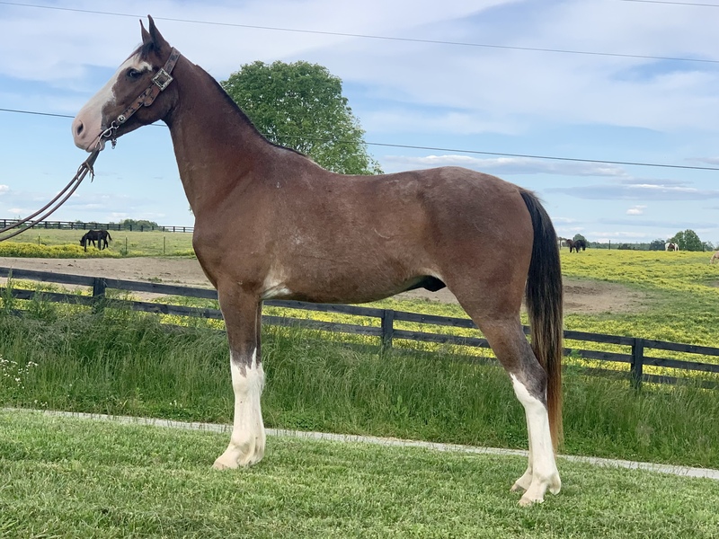 Beautiful Bay Roan Gaited Trail Horse For Sale in Casey, Kentucky