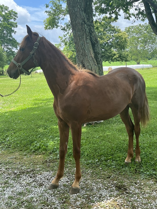Pretty Well Bred Yearling Filly