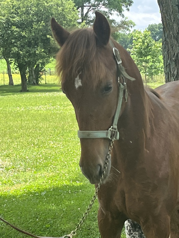 Pretty Well Bred Yearling Filly