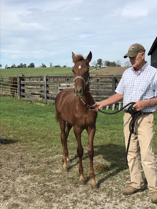 Pretty Well Bred Weanling Filly