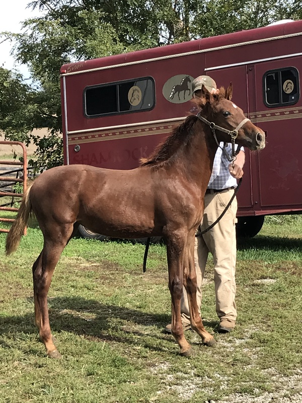 Pretty Well Bred Weanling Filly