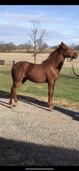 Sweet Beautiful 2 1/2 Year Old Filly