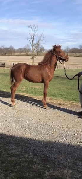 Sweet Beautiful 2 1/2 Year Old Filly