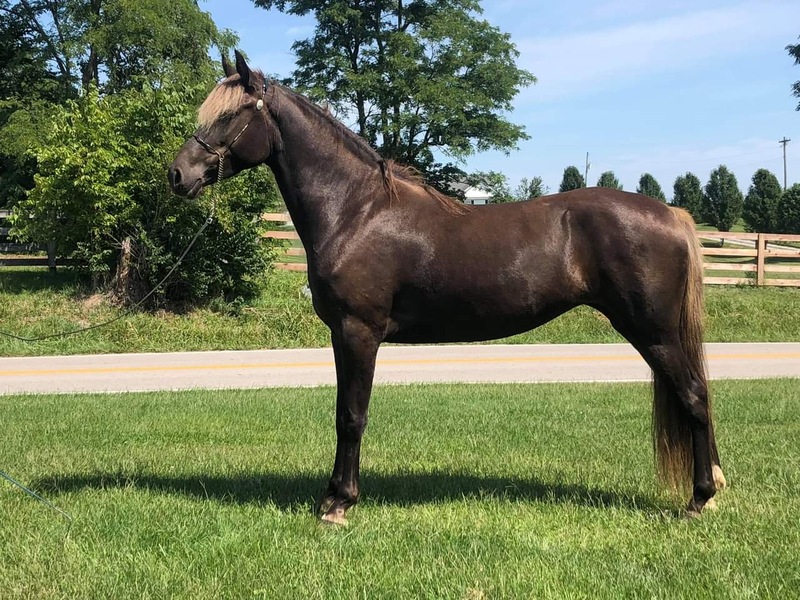 Chocolate Horses for Sale KY Trail Horse Finders, Mount sterling