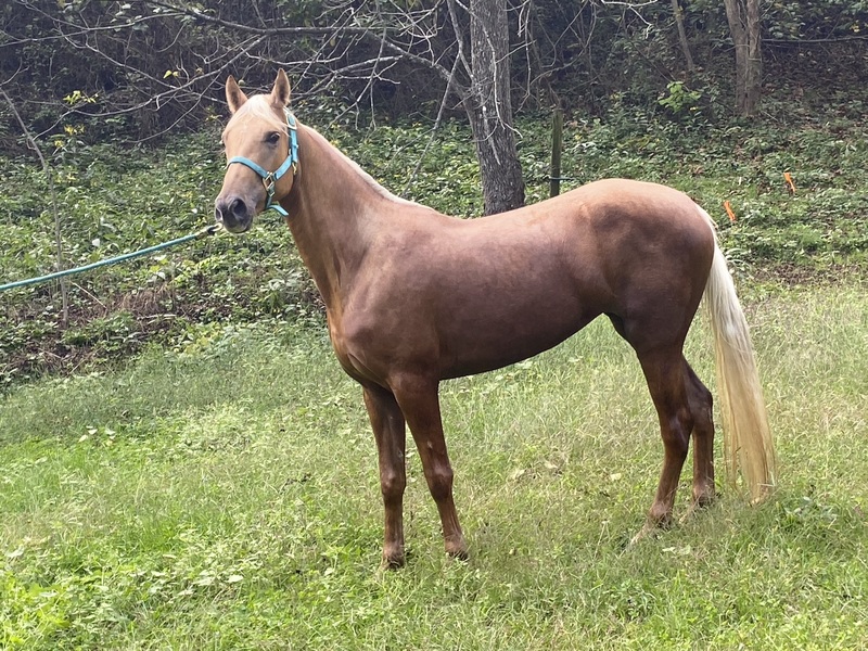 Well Bred Beautiful Palomino Trail Horse 
