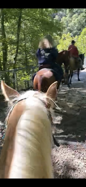 Well Bred Beautiful Palomino Trail Horse 