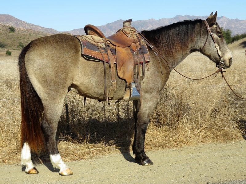 Buckskin Horses Horses for Sale Jerviss Quarter Horses, Oak View