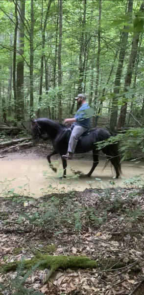 15.1 Dark Chocolate Calm Trail Horse 