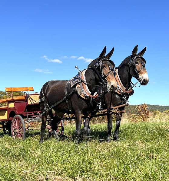 Draft mules on sale for sale